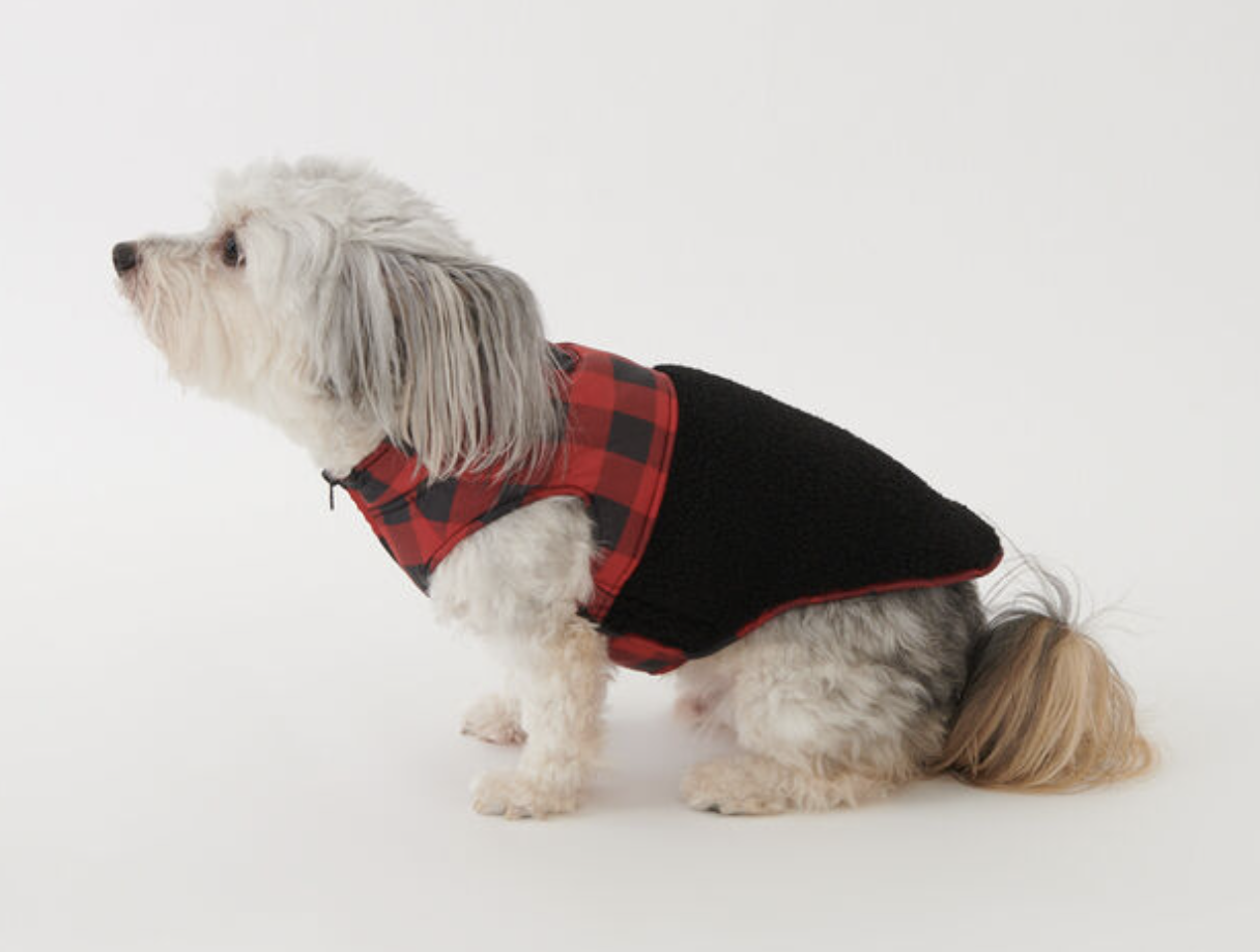 a small dog with the jacket on against a plain background