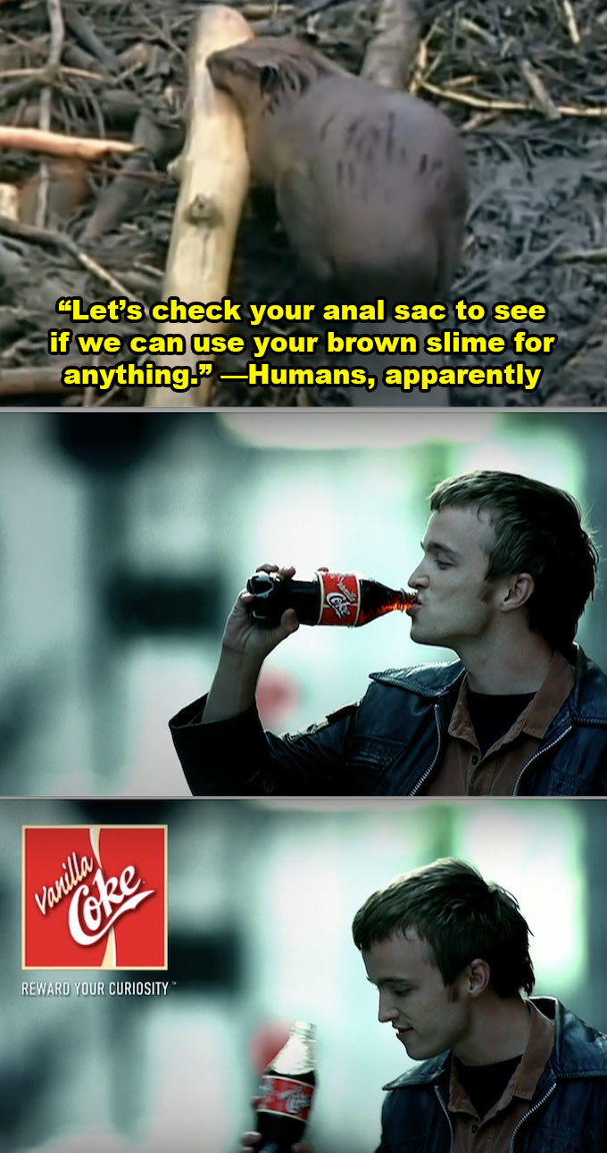 A side-by-side of a beaver in the wild vs. Aaron Paul drinking from a Vanilla Coke in a 2002 commercial