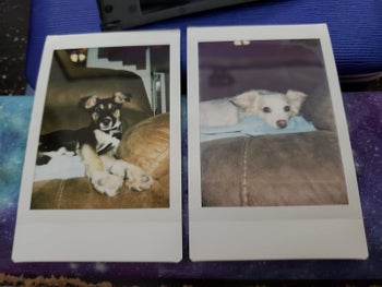 mini photo prints of reviewer's dogs