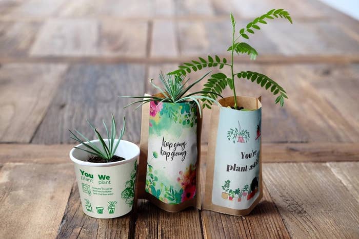 Three planter trees