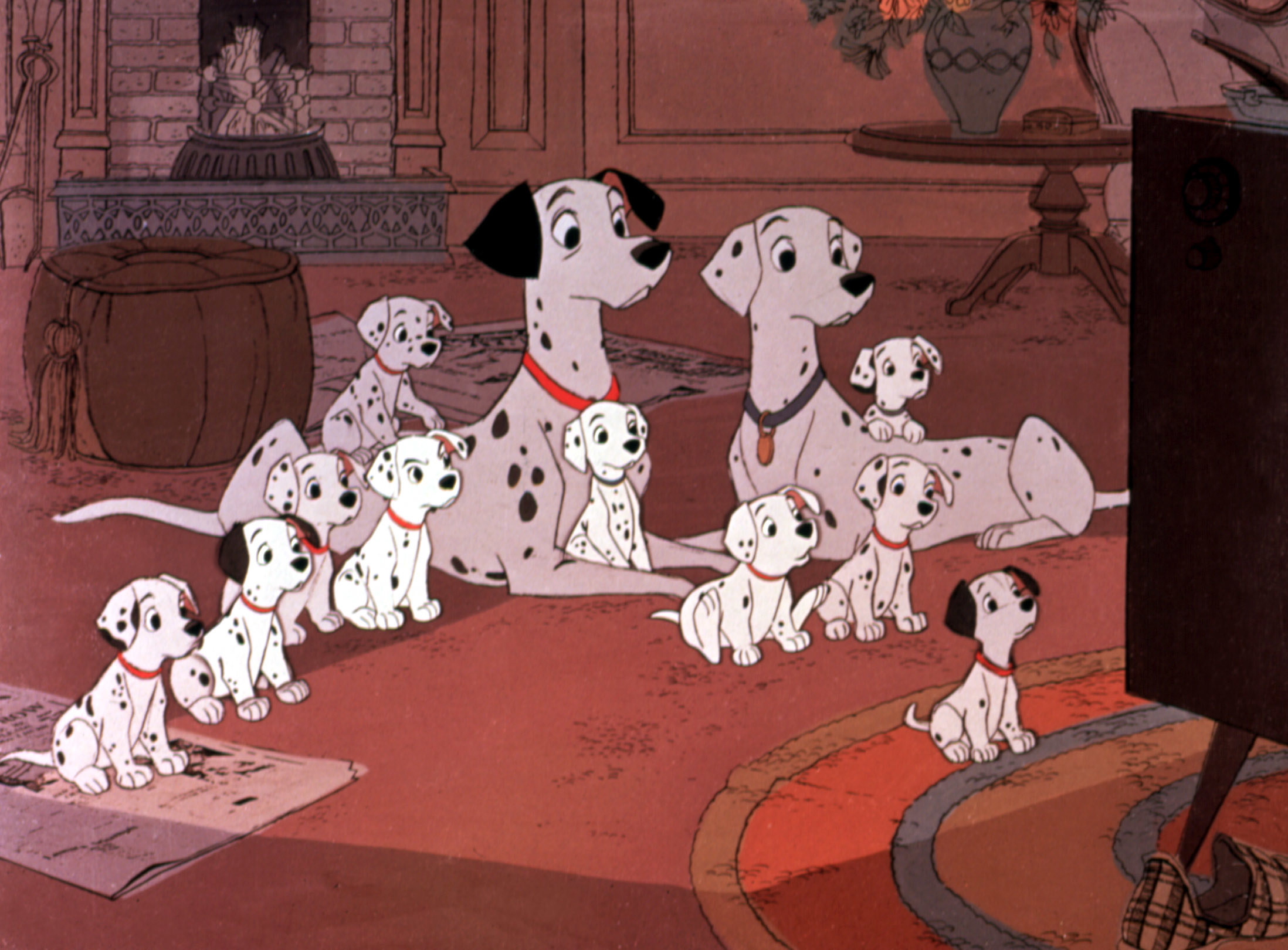 dalmation puppies with their parents