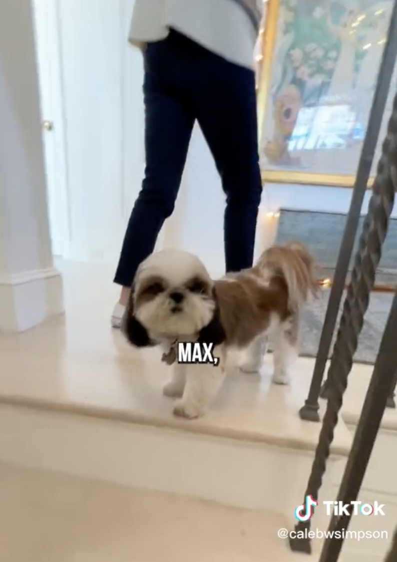 The dog, named Max, standing on the stairs