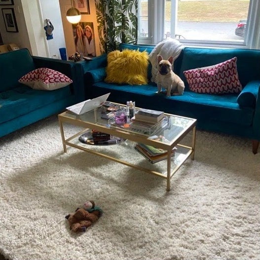 The rug in a living room with a blue couch, gold table, and dog