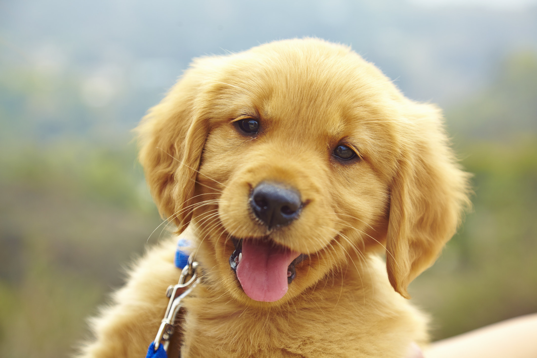 a closeup of a puppy