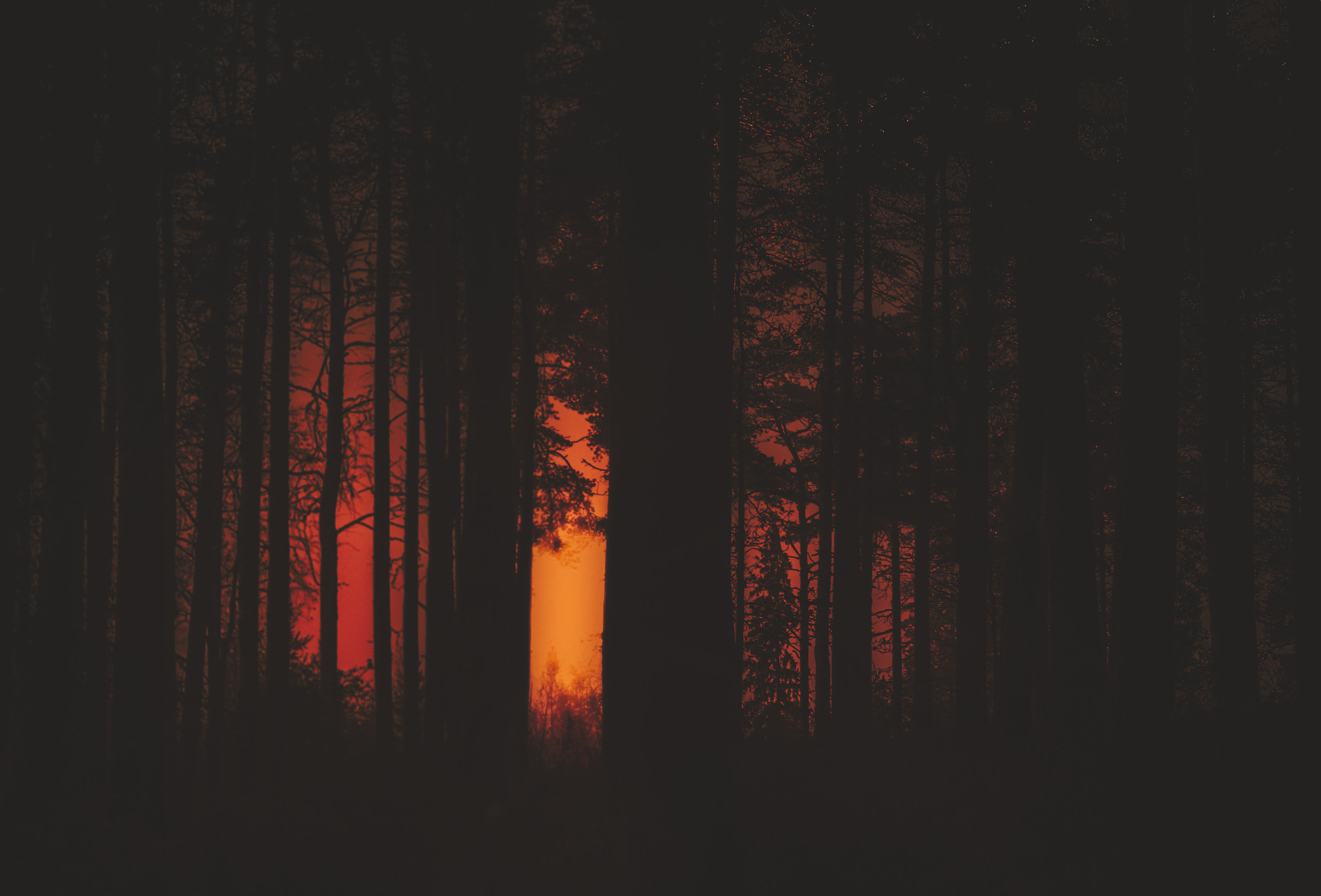 The woods at twilight