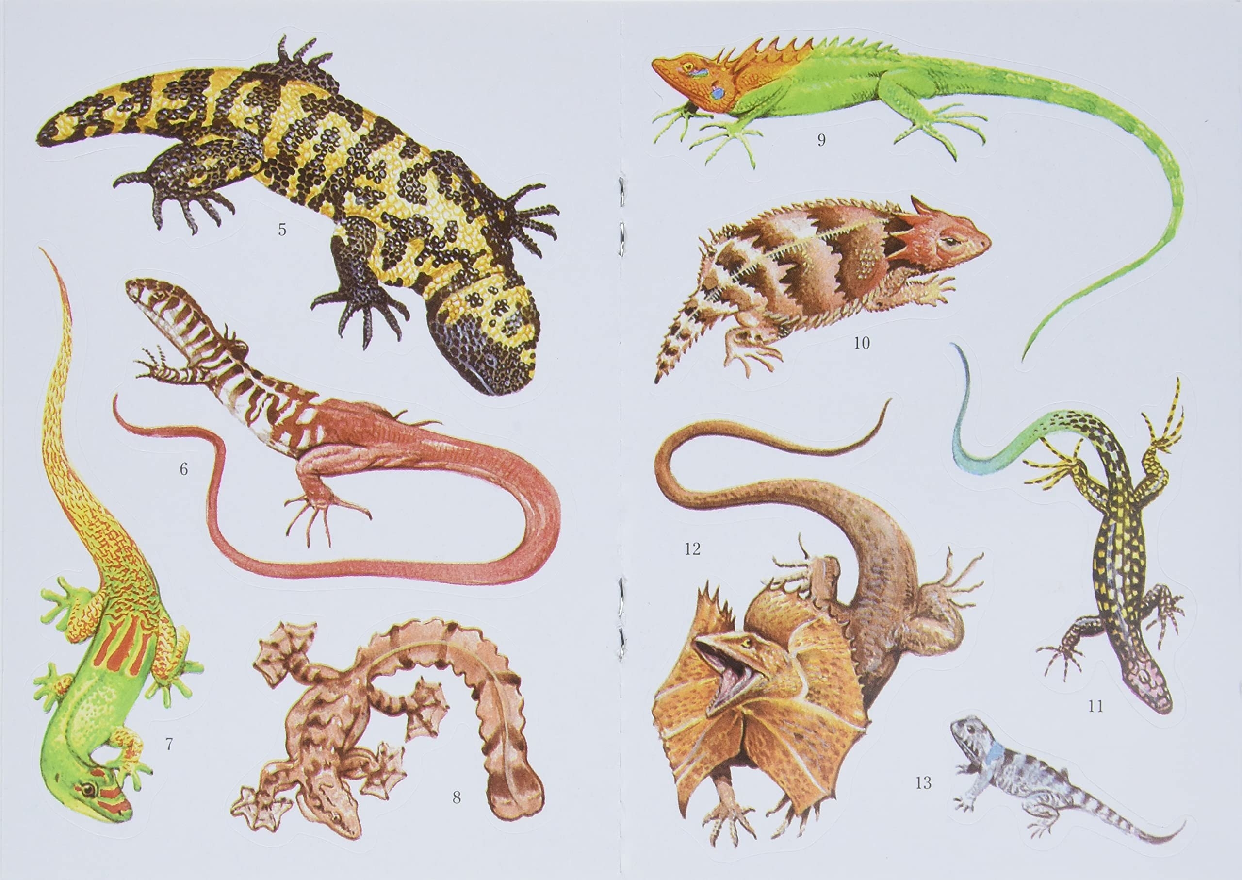 various illustrated lizard stickers