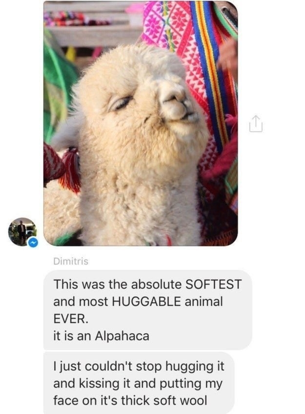 Cute picture of a fluffy alpaca