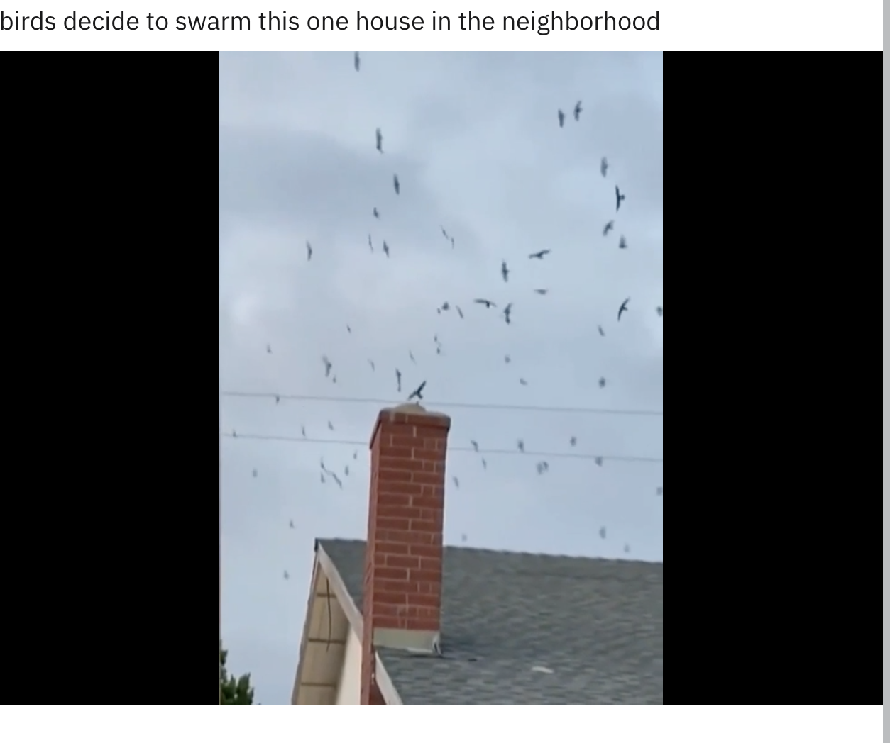 Birds swarming a house