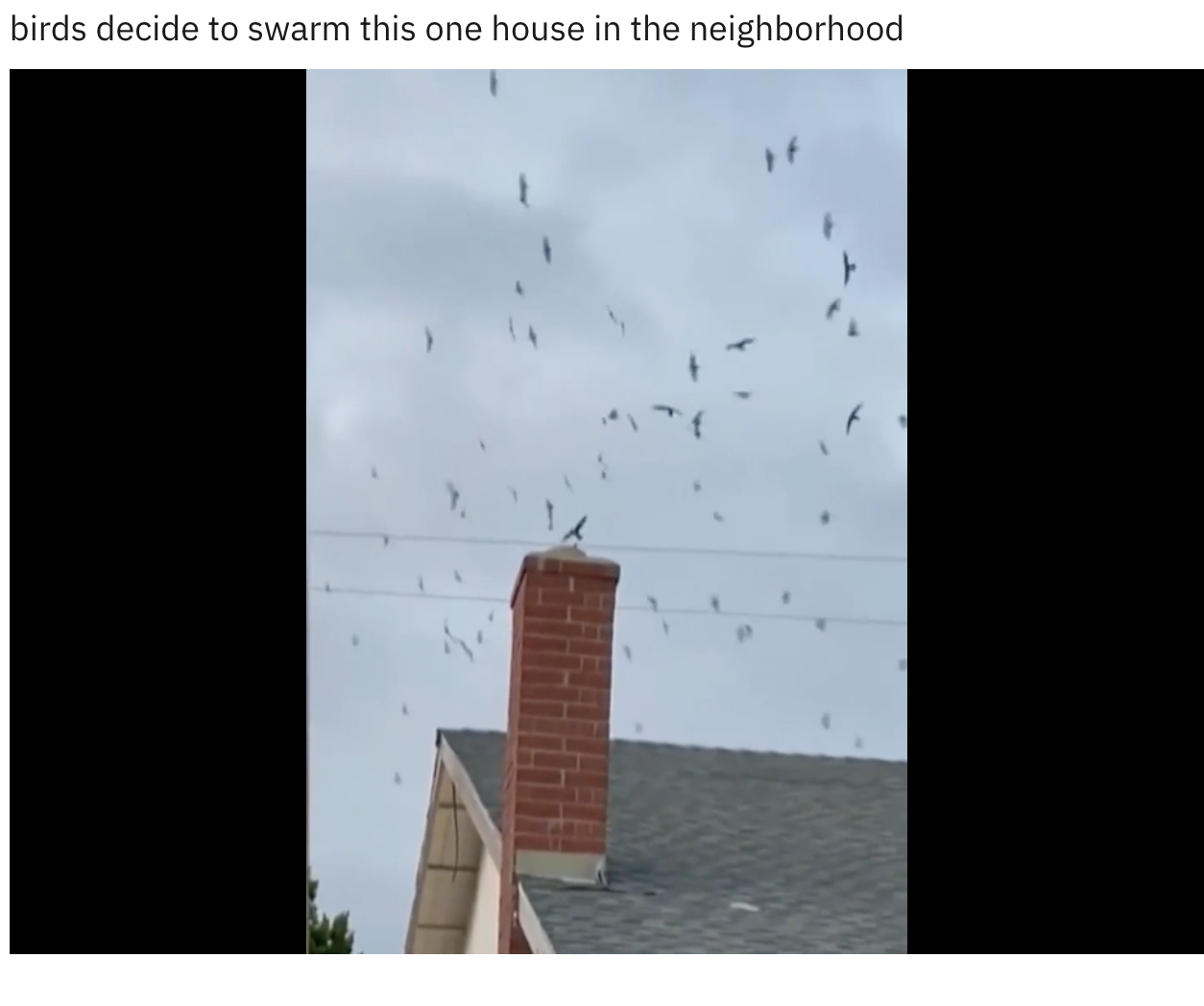 Birds swarming a house