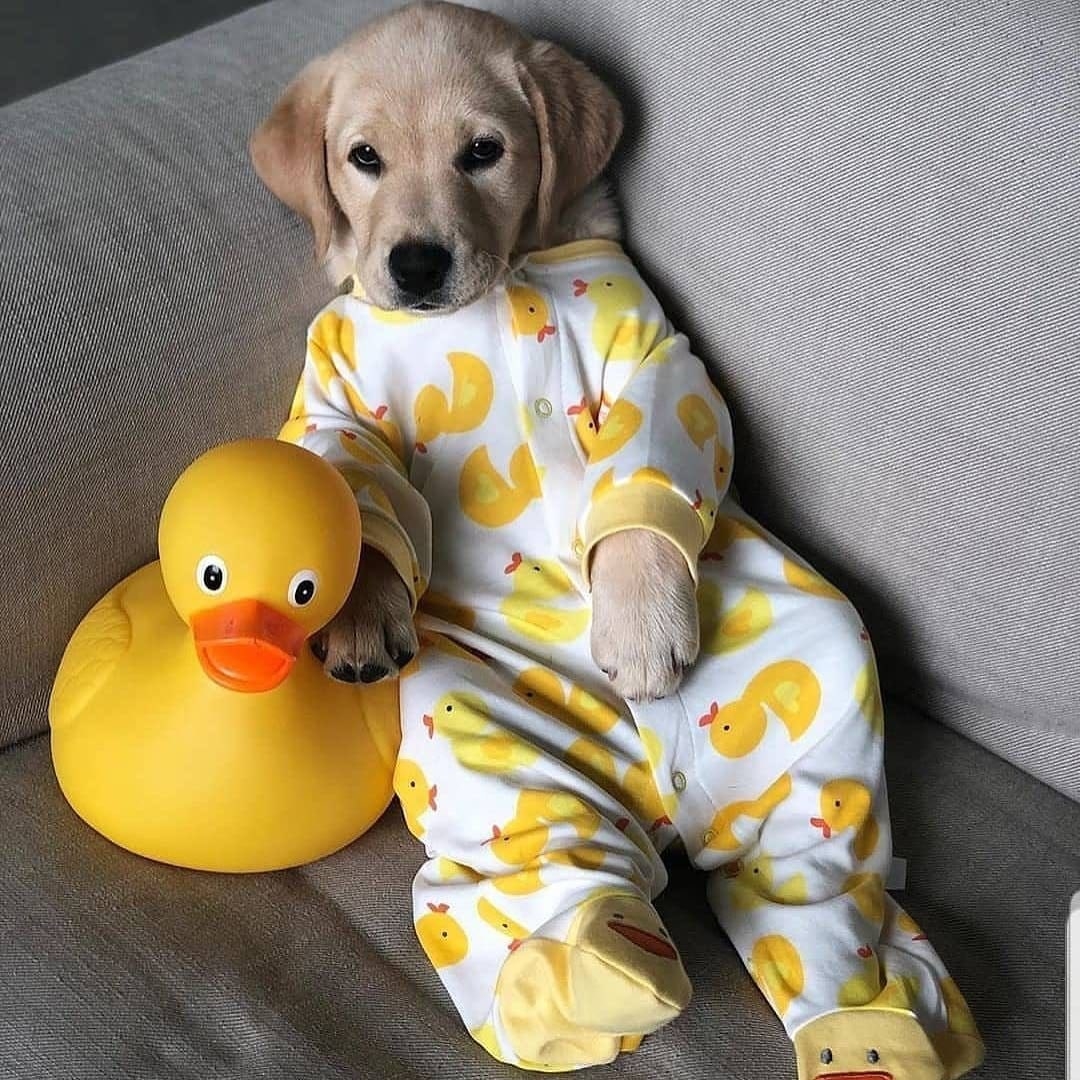 A golden retriever puppy wearing duck pajamas and leaning on a giant rubber duck