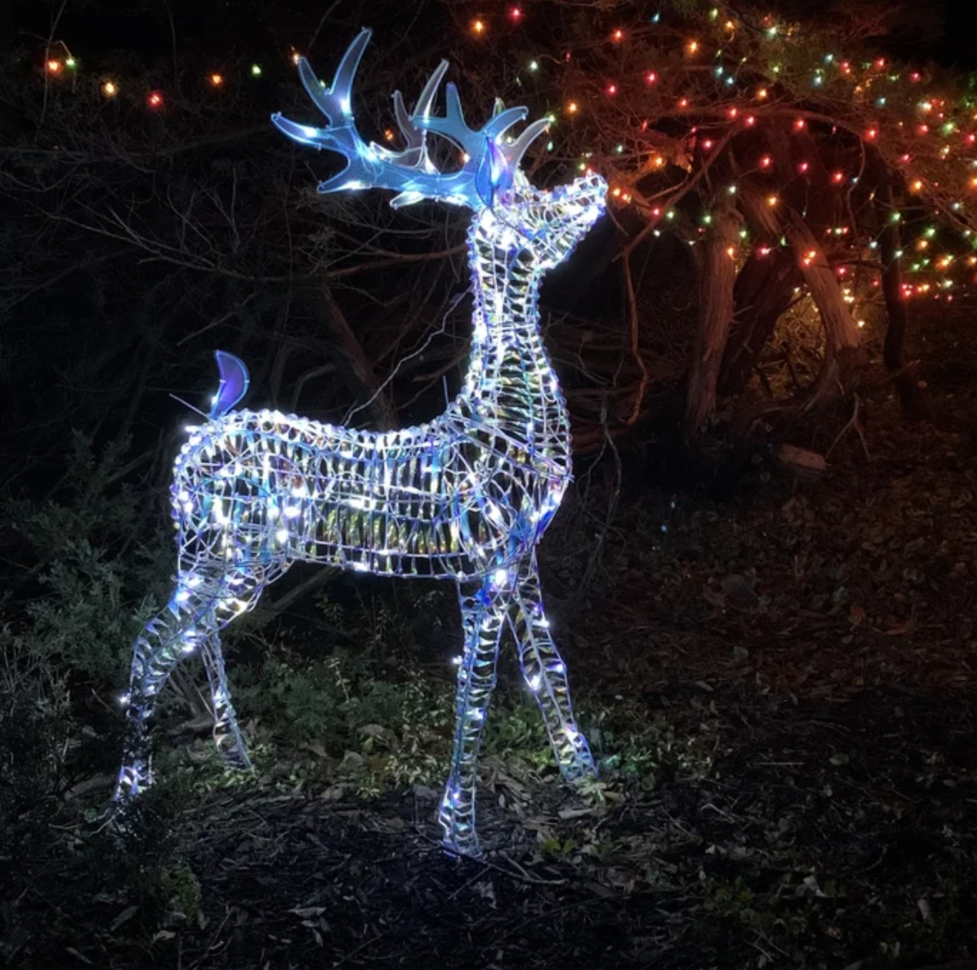 reviewer image of the light up reindeer outside