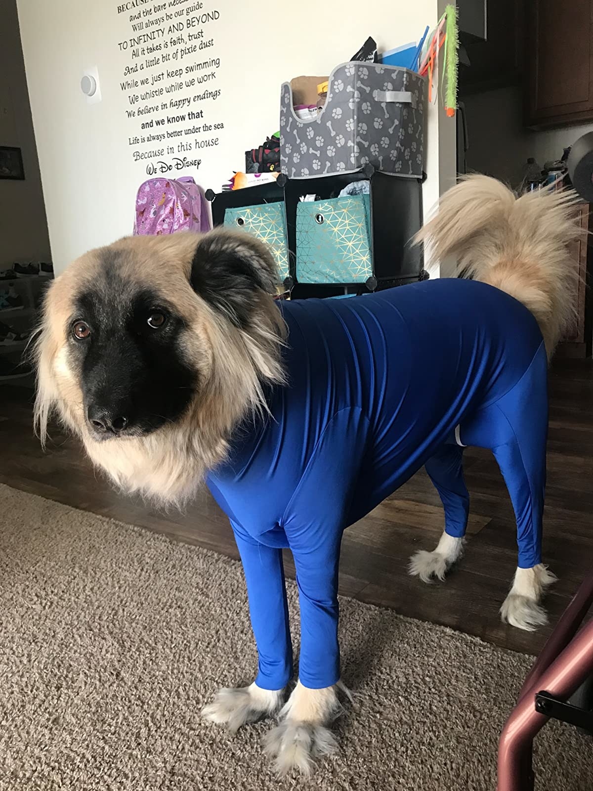 Reviewer photo of a dog wearing a blue bodysuit