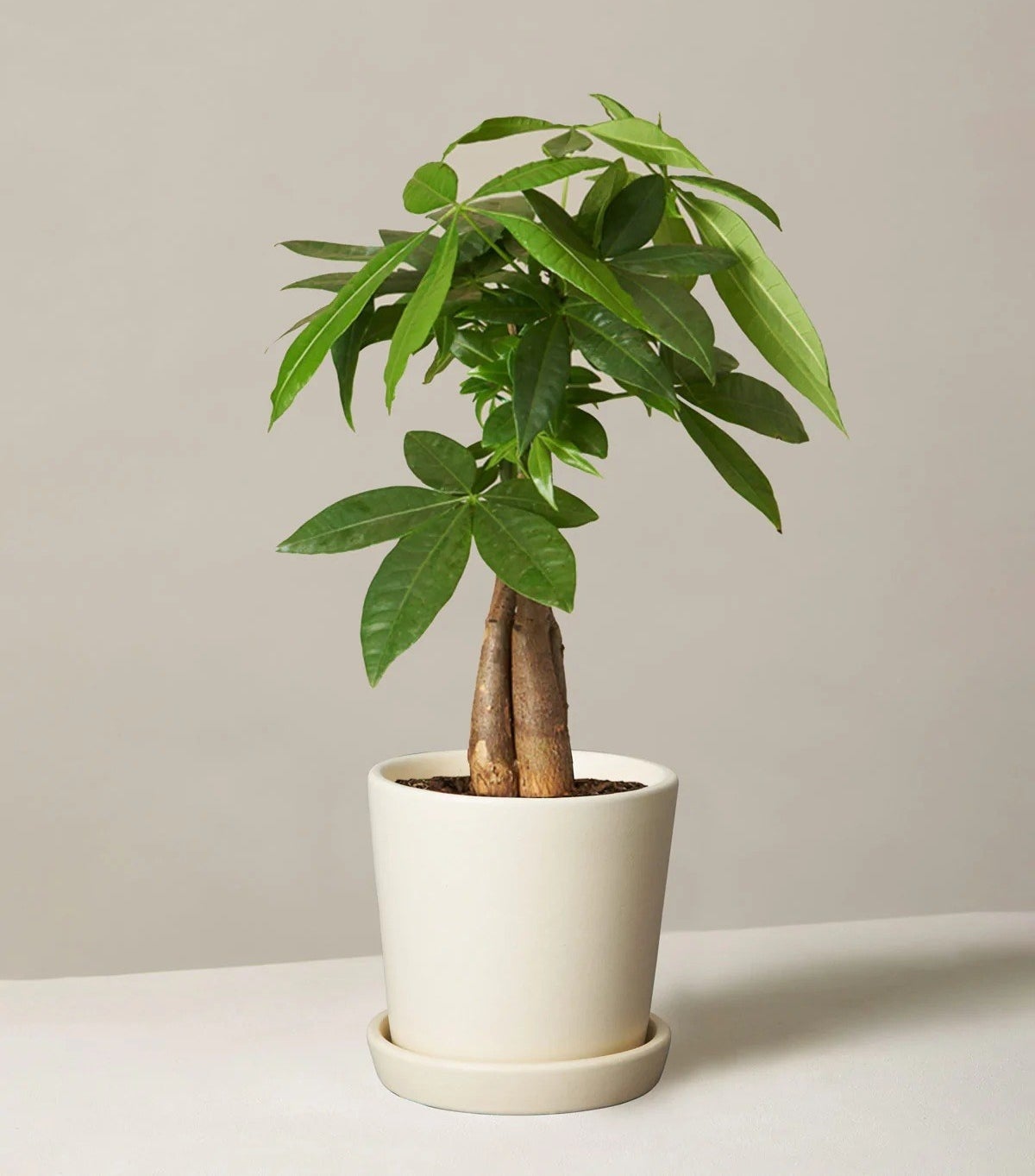 Money Tree growing inside a white planter on a white background.