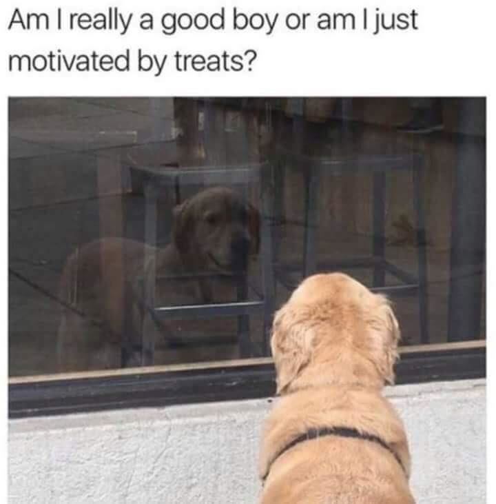 A dog looking at its reflection