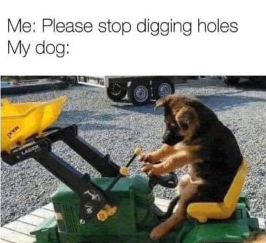 A dog driving a little tractor