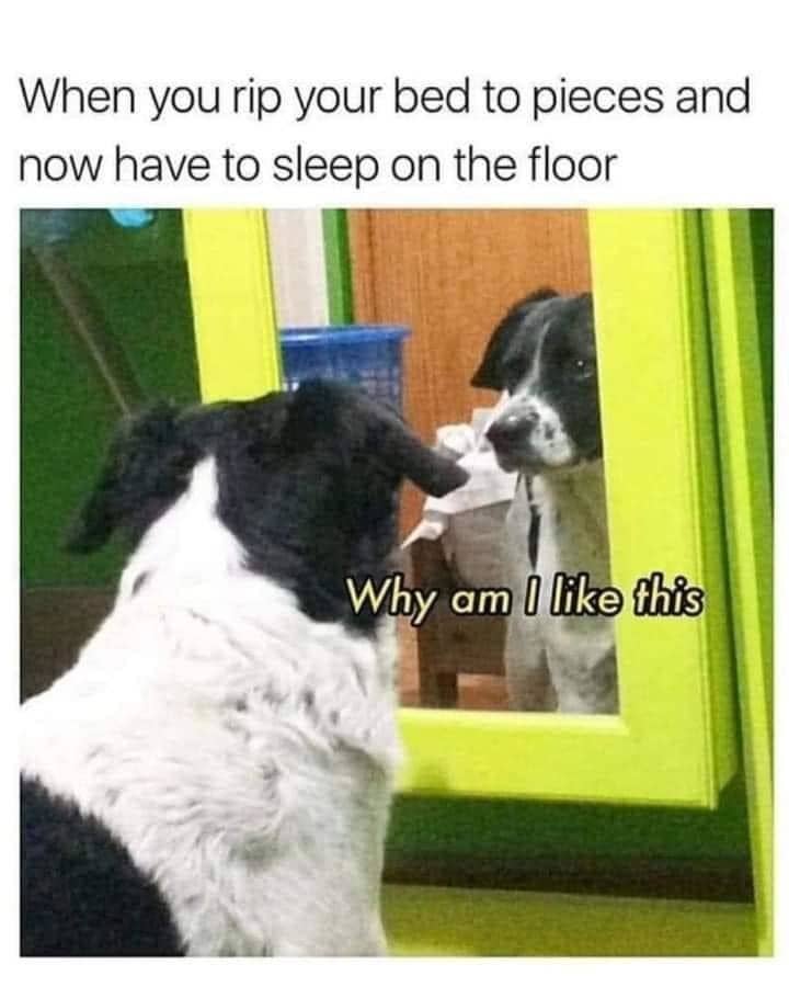 Memes About Having A Dog That I Can'T Help But Belly Laugh At