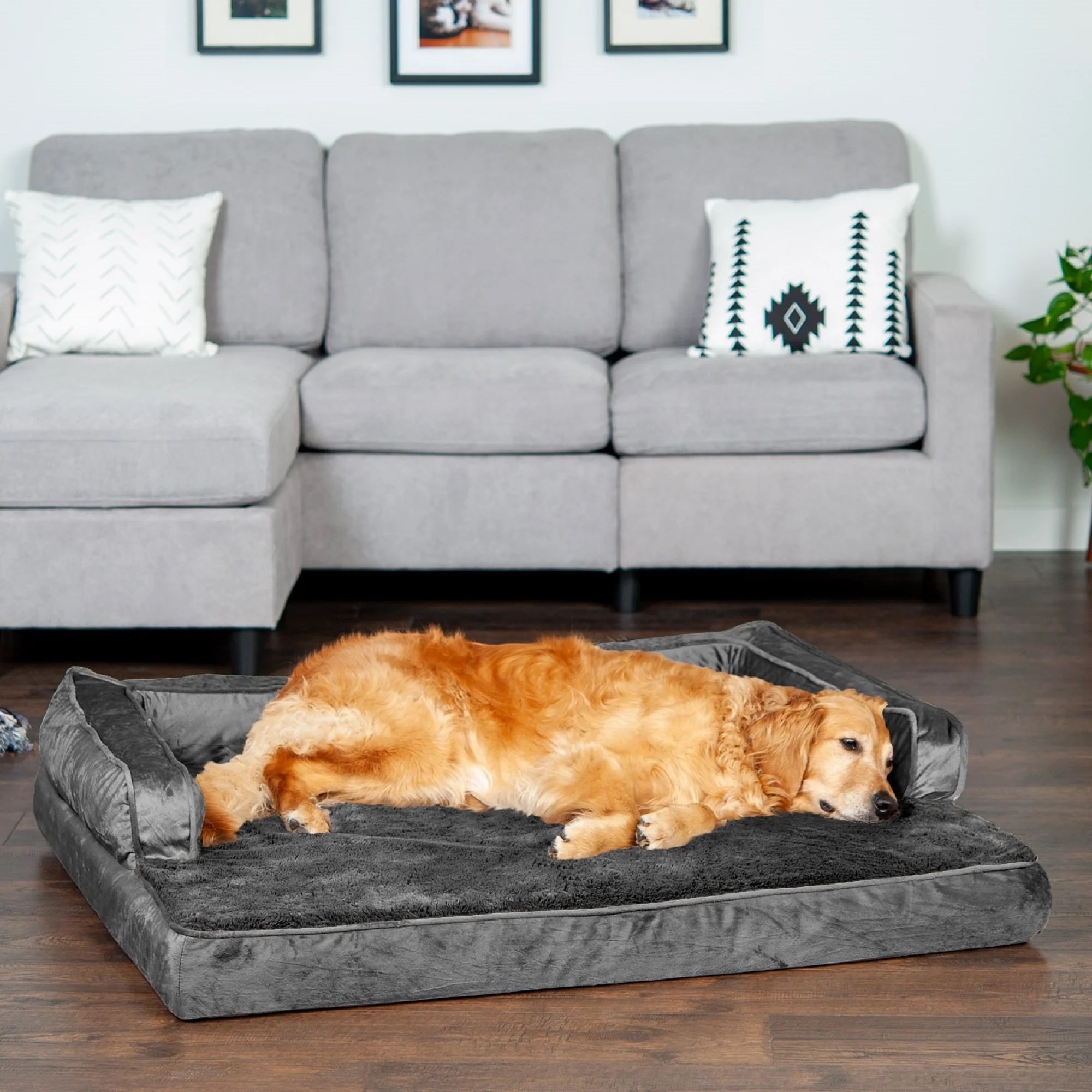 a golden retriever on a dark gray dog bed in a living room