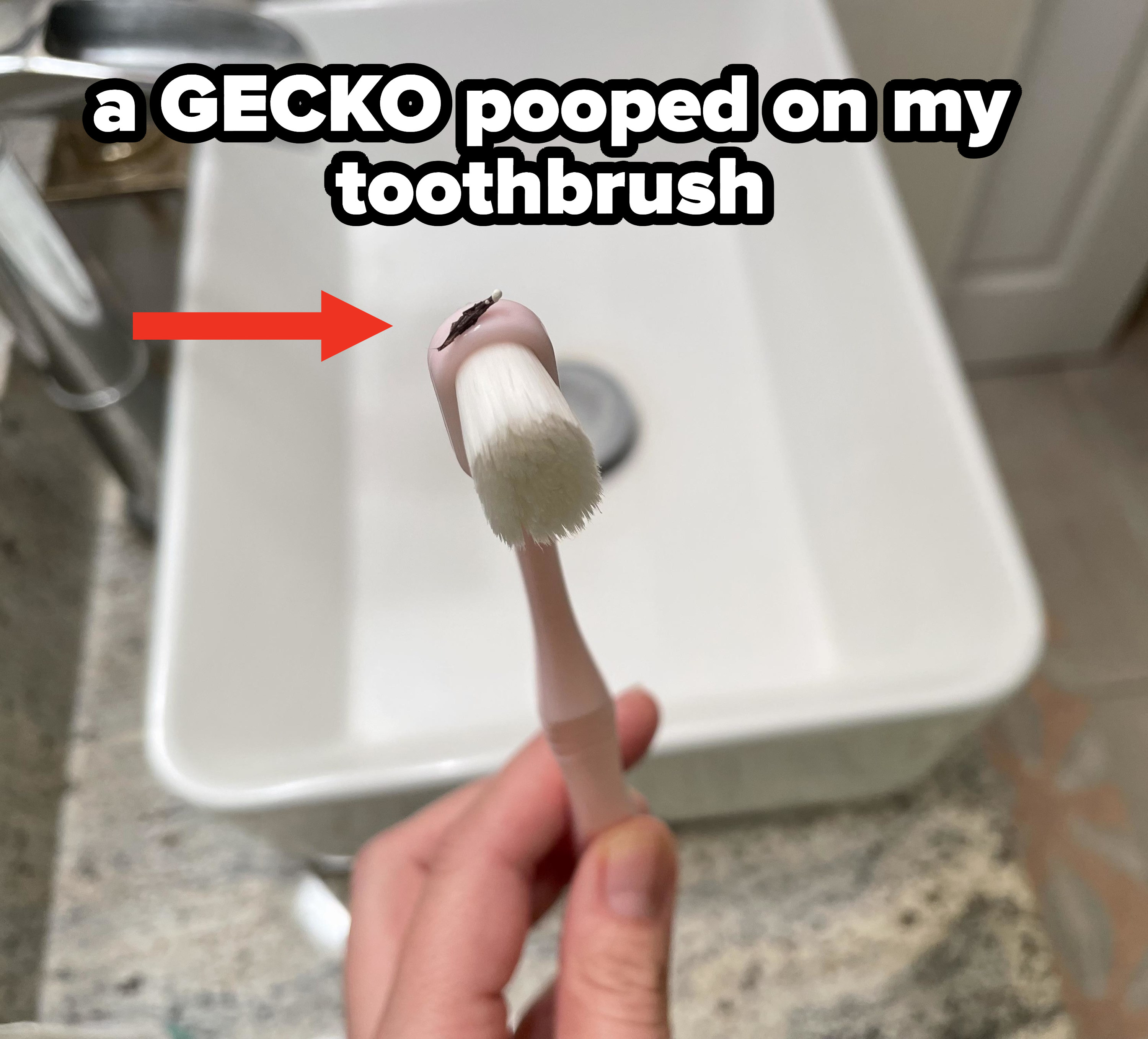 gecko poop on a toothbrush