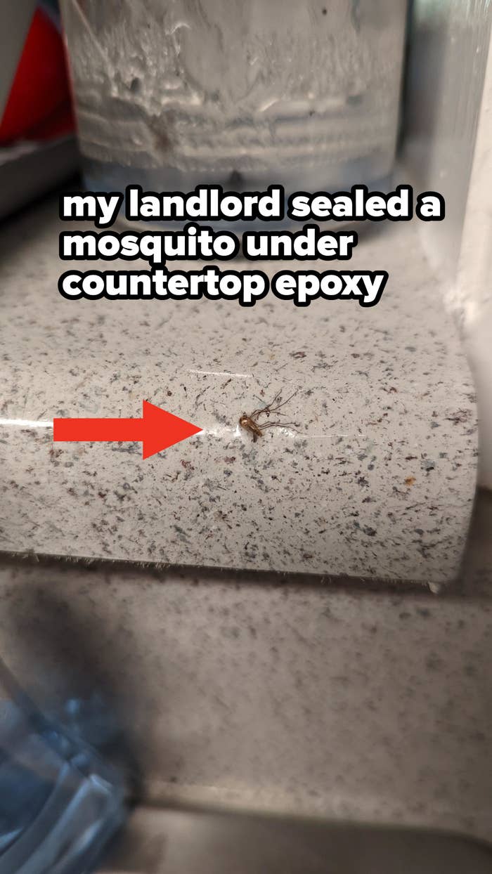 mosquito sealed in epoxy