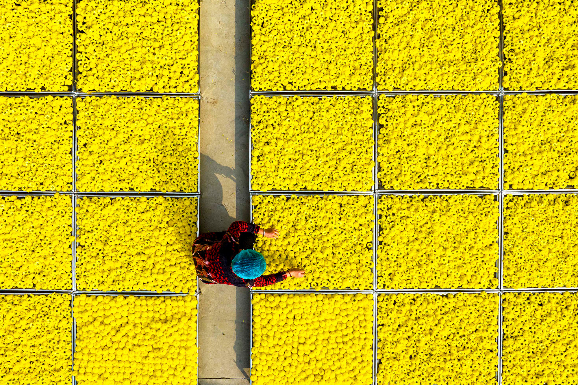 an overhead shot of a grid full of yellow chrysanthemum flowers, one person in the lower middle part of the frame reaches out to gather some