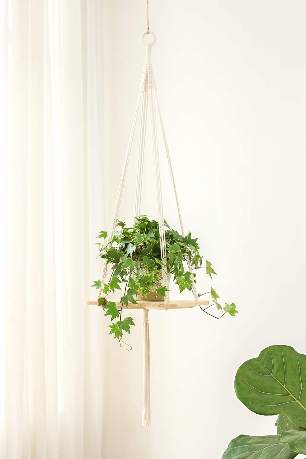 Plant on a hanger