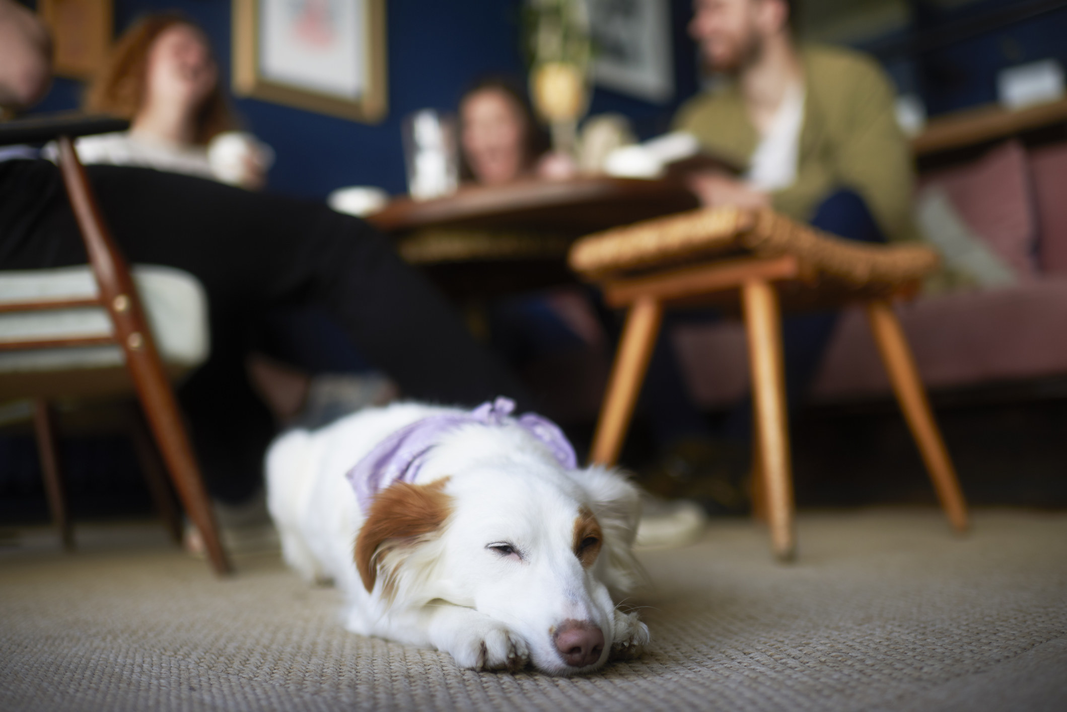 A dog sleeping in a restaurant