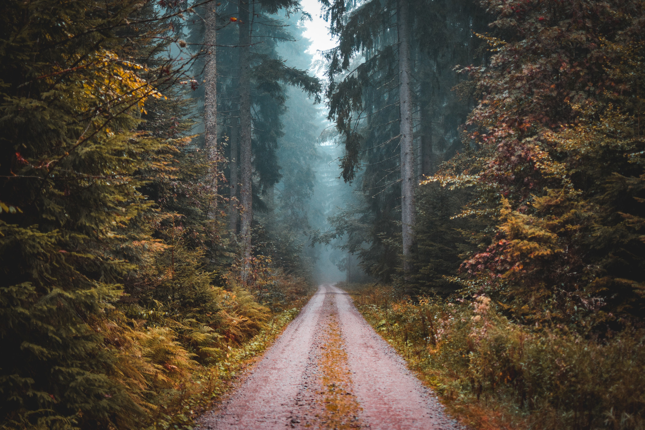 A pathway in the Black Forest, Germany