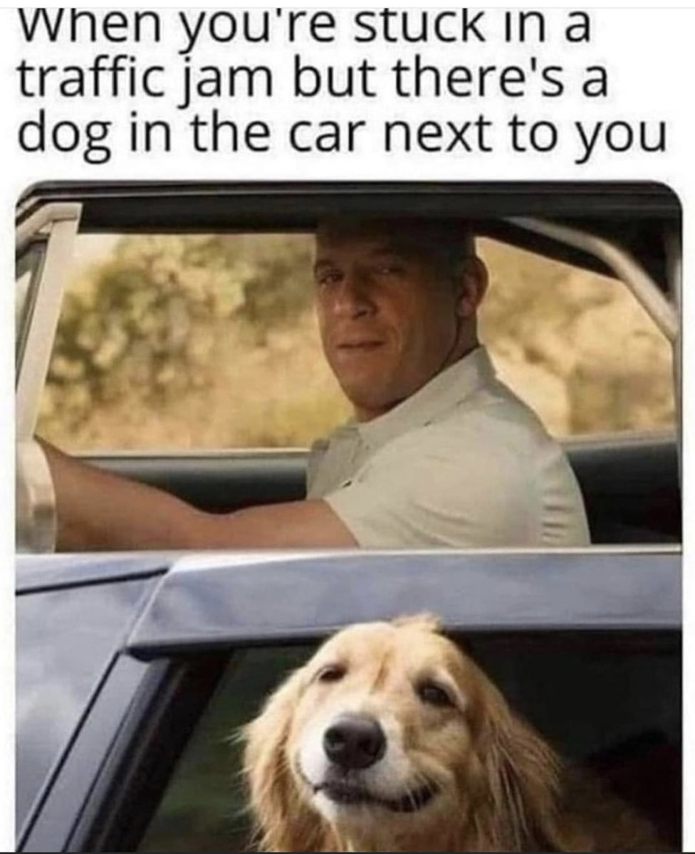A dog with its head out the window of a car