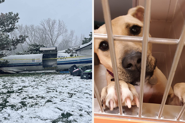 A Plane Carrying 53 Dogs Crashed BUT They All Survived And Now You Can Adopt The..