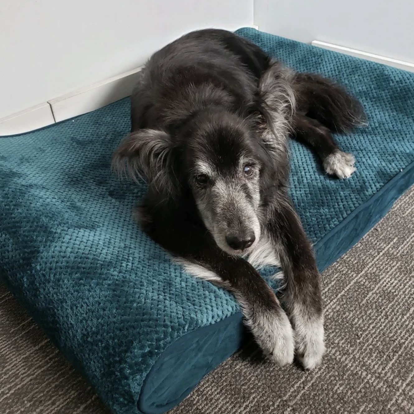 Reviewer&#x27;s photo of their dog on the turquoise foam pet bed