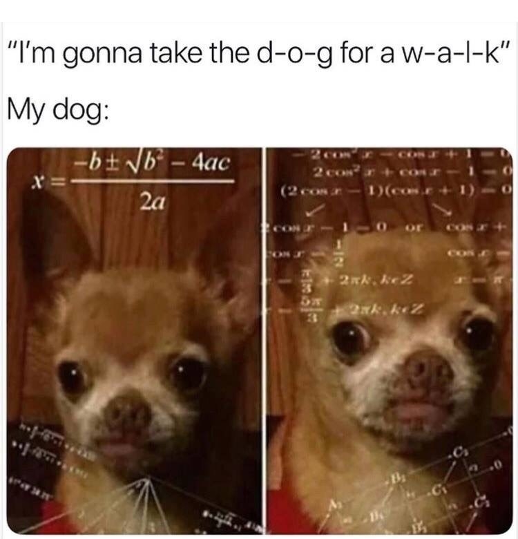 A dog with math in front of its face