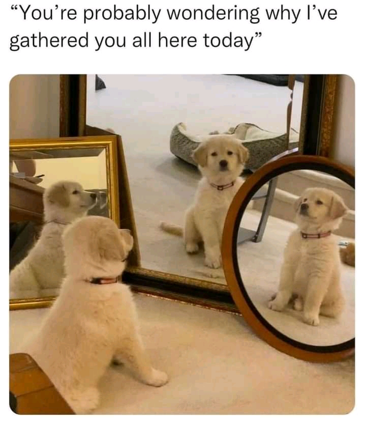 A dog standing in front of several mirrors