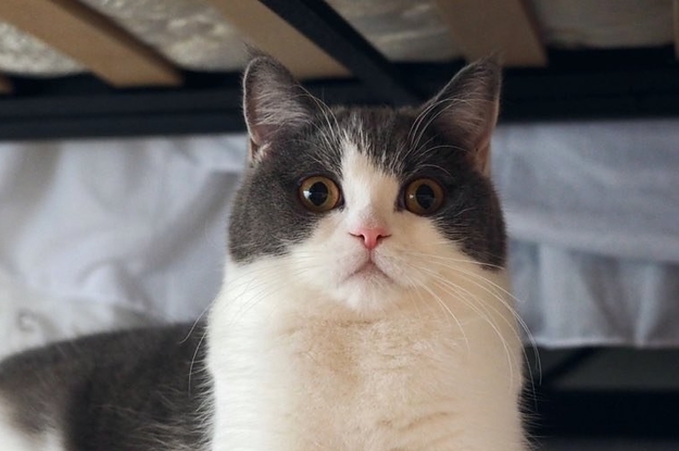 リアルハチワレちゃんがハチワレを見てる…。テレビっ子な猫