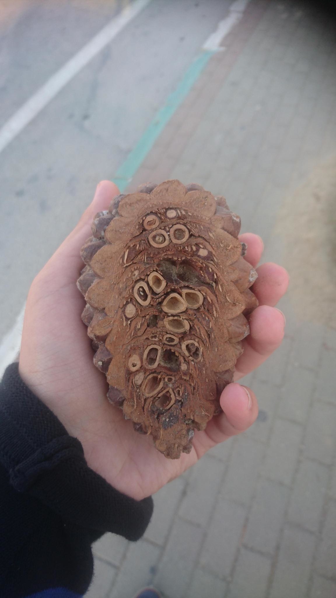 What look like hollow bones or even eyes inside the pine cone
