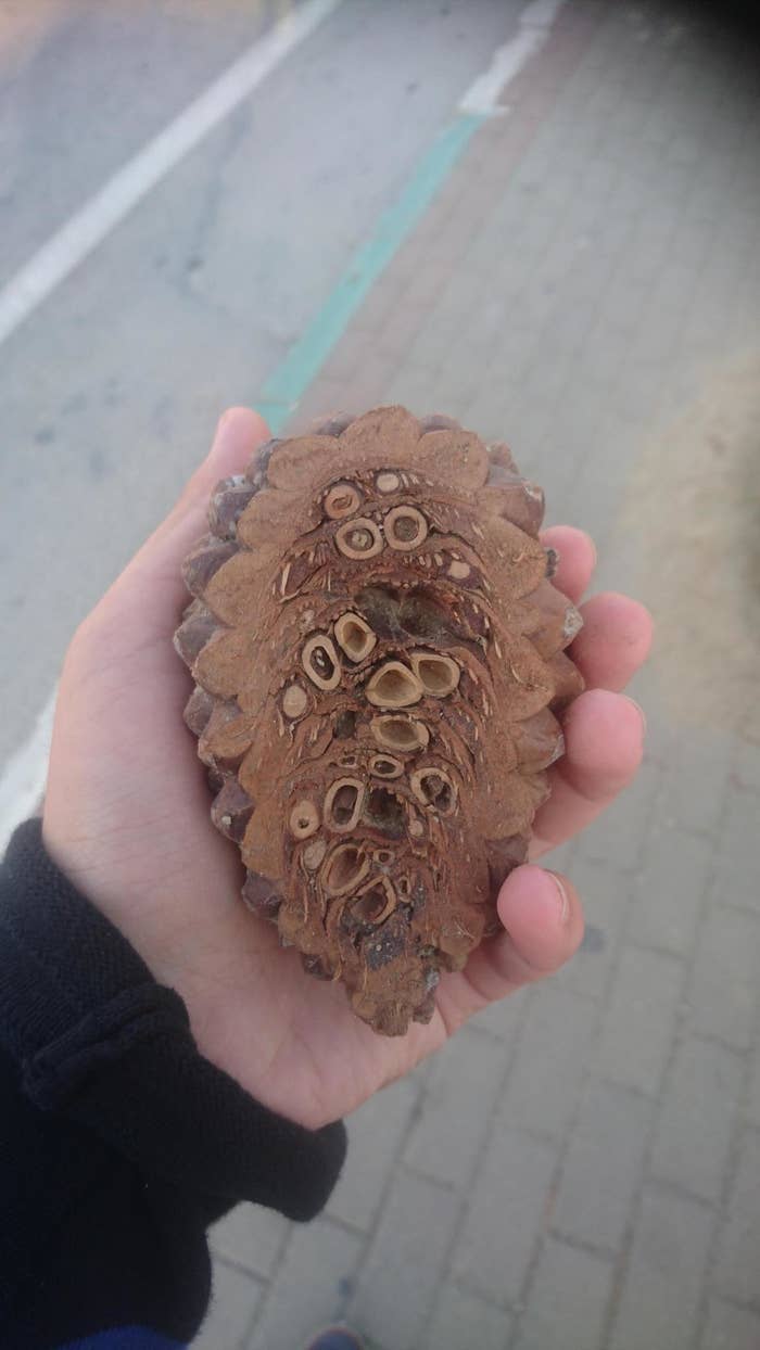 What look like hollow bones or even eyes inside the pine cone