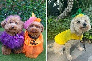 three dogs dressed up for halloween, to the left is a dog in a purple fluffy costume, in the middle is a dog in a orange costume and on the right is a dog dressed as a pineapple