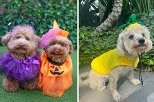 three dogs dressed up for halloween, to the left is a dog in a purple fluffy costume, in the middle is a dog in a orange costume and on the right is a dog dressed as a pineapple