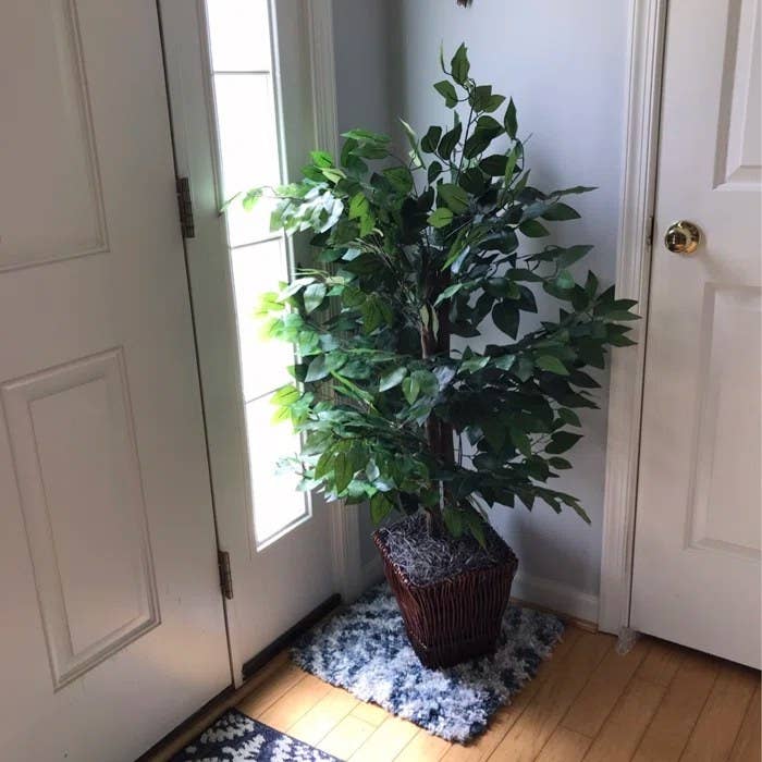 Reviewer&#x27;s photo of the faux ficus tree