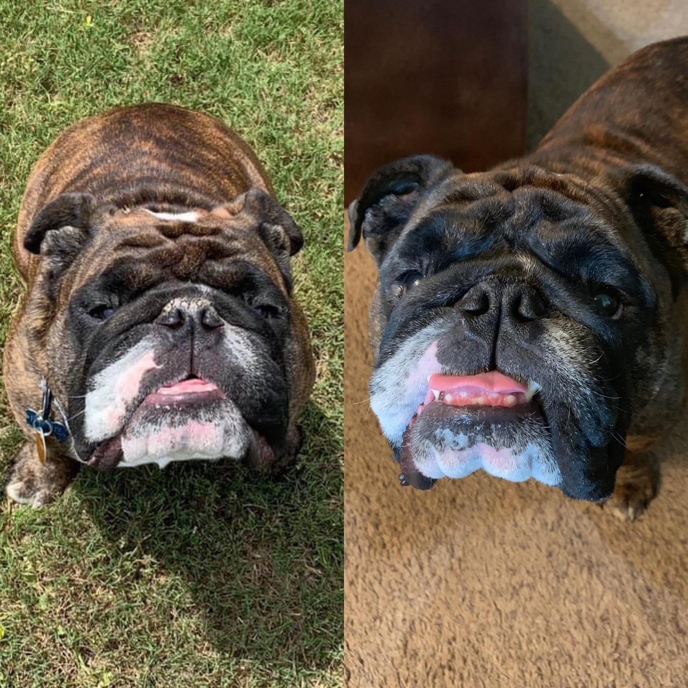 on left: bulldog with crusty snout. on right, same bulldog with clearer snout after using the soothing stick