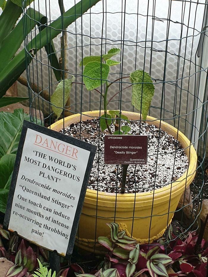 A potted Queensland Stinger plant in a cage, with a note ID&#x27;ing it as &quot;The World&#x27;s Most Dangerous Plant&quot; and saying &quot;One touch can induce nine months of intense re-occurring throbbing pain!&quot;