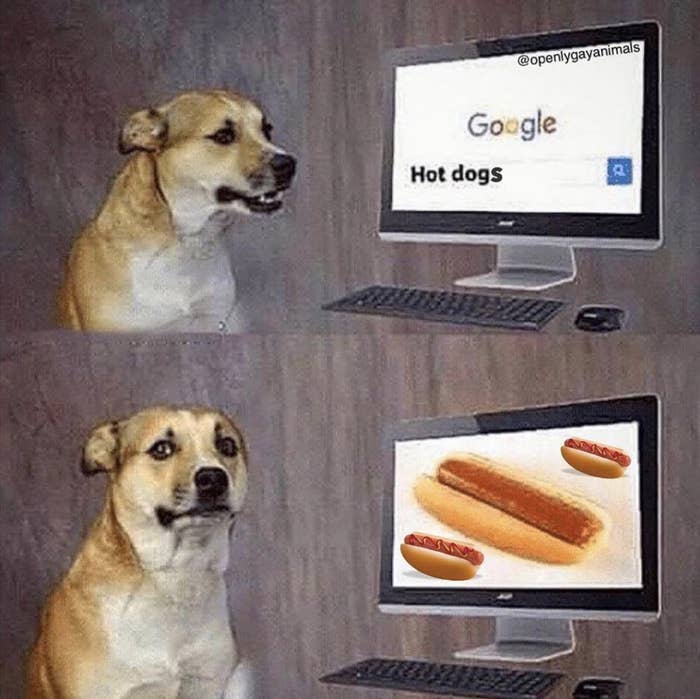 A dog looking at hot dogs