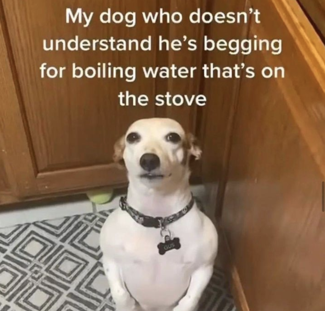 &quot;My dog who doesn&#x27;t understand he&#x27;s begging for boiling water that&#x27;s on the stove.&quot;