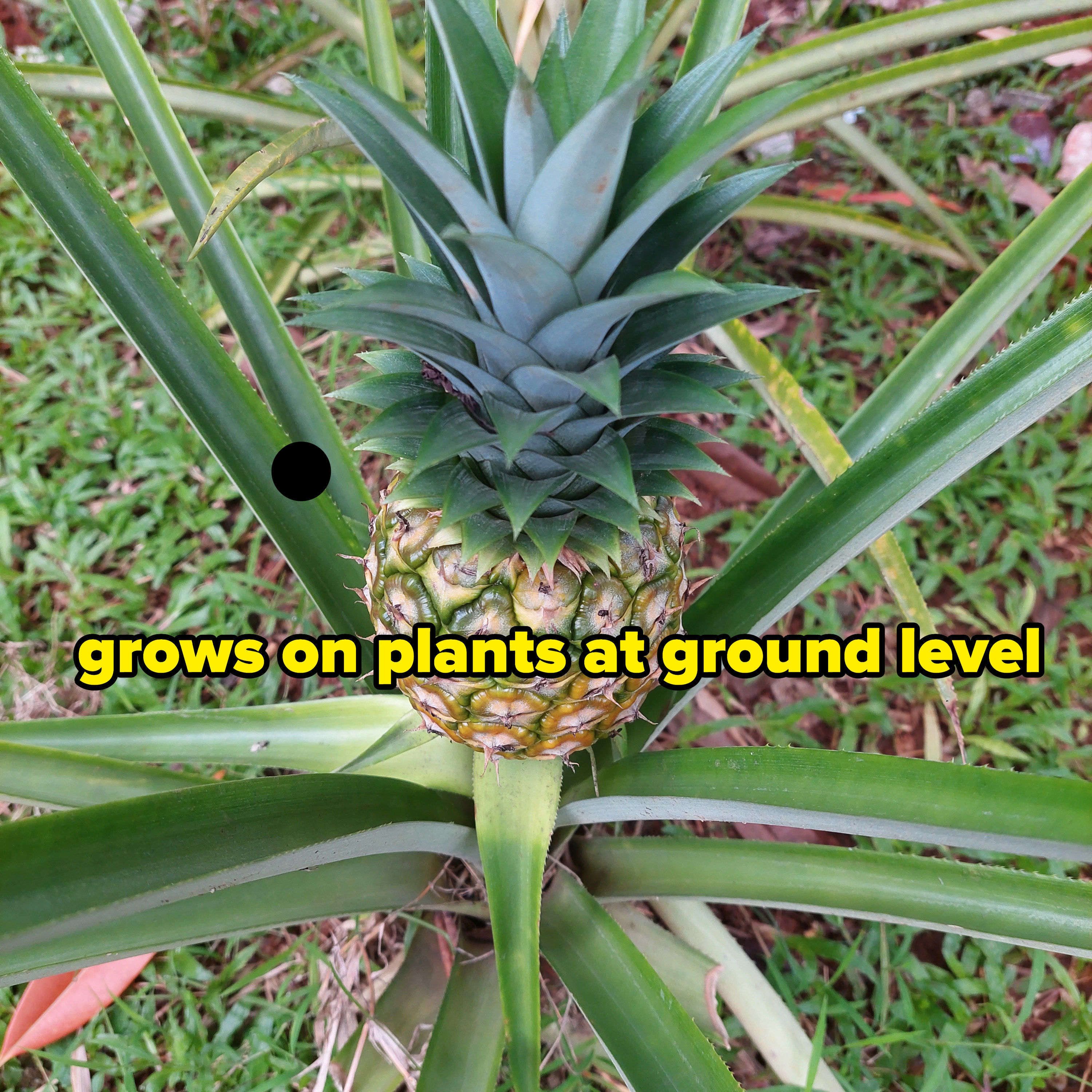 A pineapple growing in a plant with the caption, &quot;Grows on plants at ground level&quot;