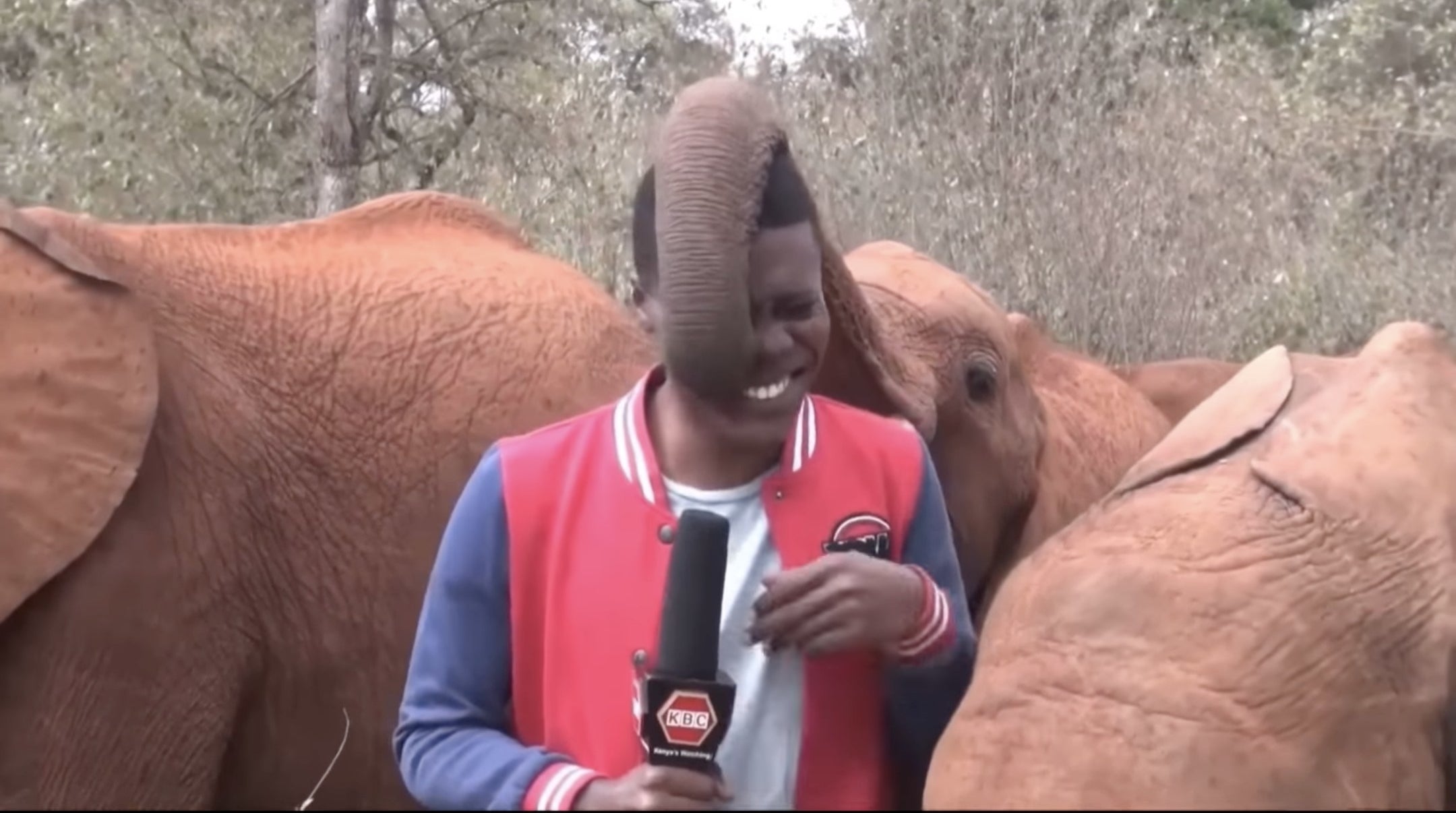 Baby elephant places trunk on reporter&#x27;s head during a live news report