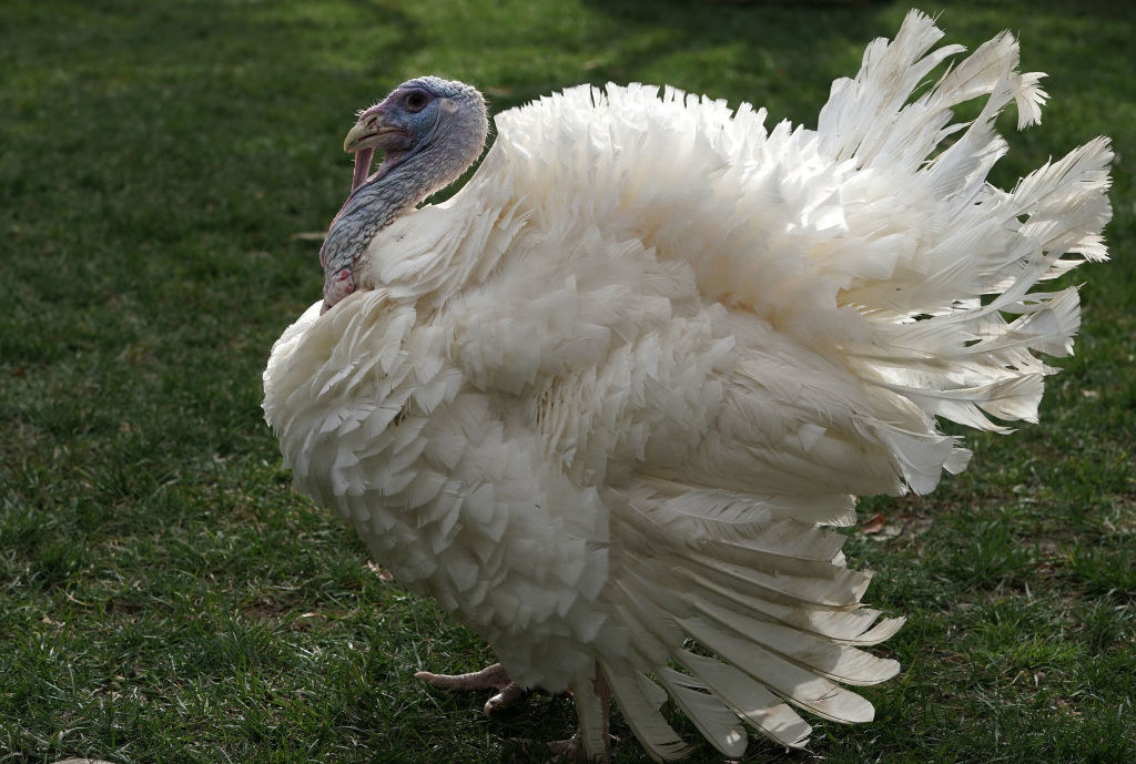 a turkey