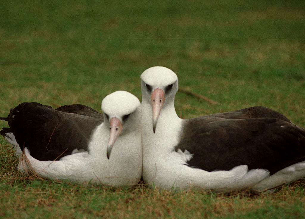 two albatross birds lying next to each other