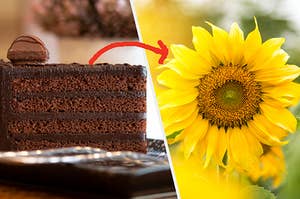A slice of chocolate cake and a sunflower