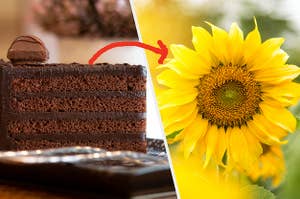 A slice of chocolate cake and a sunflower