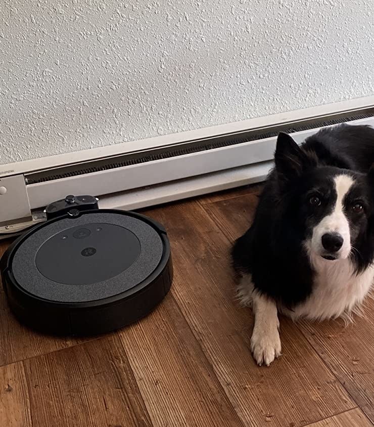 Dog standing next to black circular vacuum