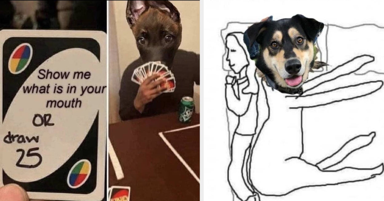 39 Extremely Dumb, But Also Very Funny, Memes That You’ll Appreciate If You Have A Dog